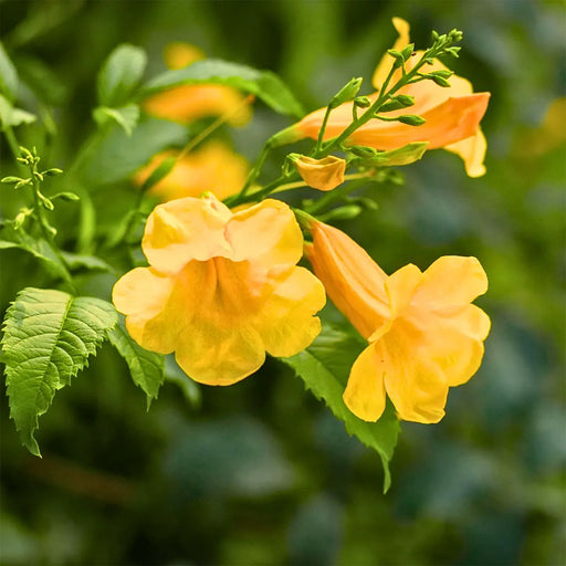 Close-up-of-yellow-flowers-with-green leaves-on-a-blurred-green-background