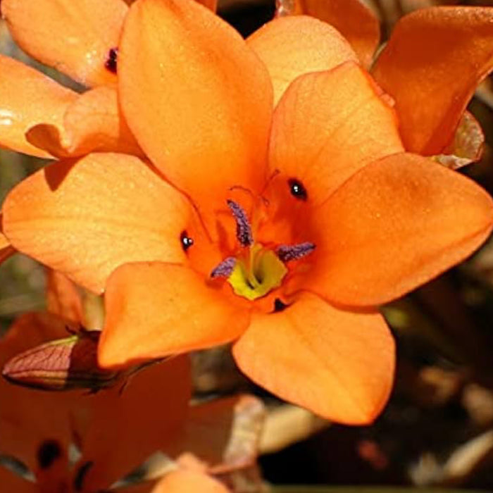 Tritonia-Orange-Flower-Bulbs