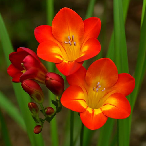 Tritonia-Red-Flower-Bulbs-(ट्राइटोनिया रेड बल्ब्स)
