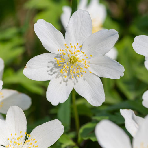 Tritonia-White-Flower-Bulbs