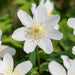 Tritonia-White-Flower-Bulbs