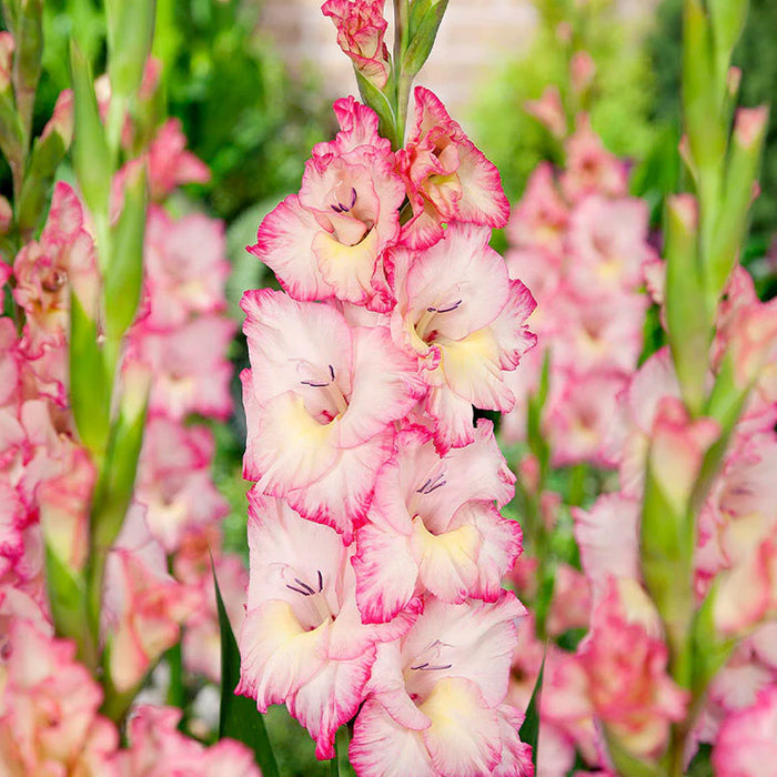 Gladiolus 6 Variety Flower Bulbs