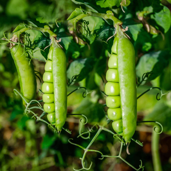 Green Peas (हरे मटर) Seeds