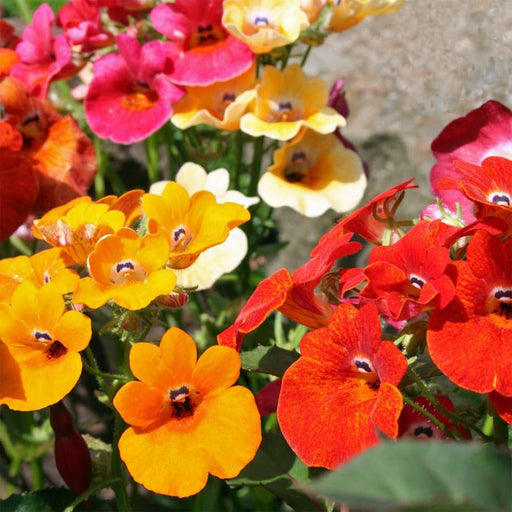 Nemesia-(KS Spl Mix)