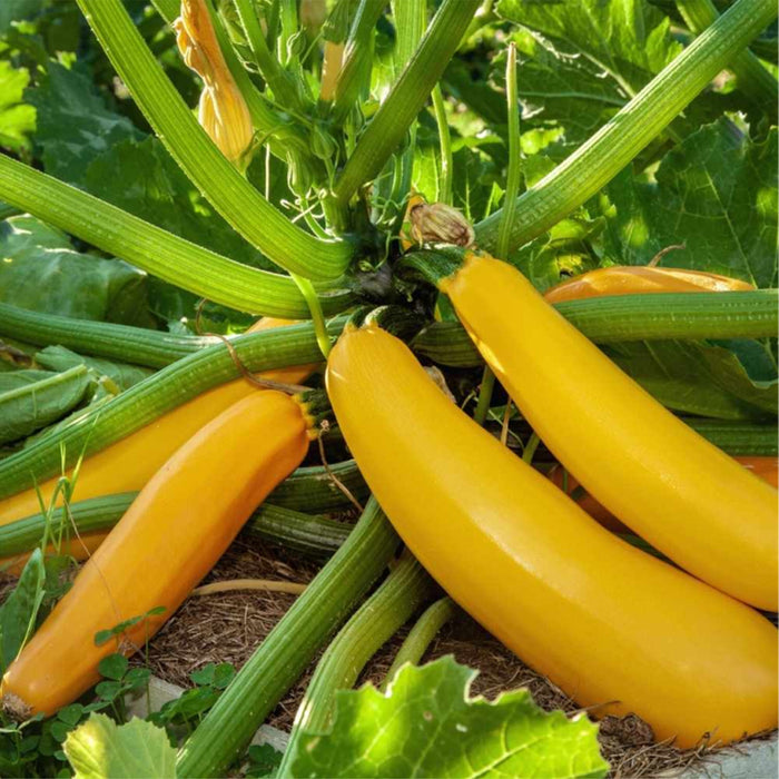 Zucchini Yellow (ज़ुकीनी पीली) Seeds