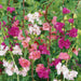 Clarkia-(Double Mix) 