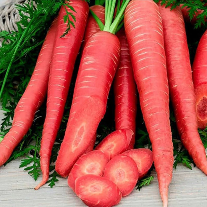 Carrot (Red) लाल गाजर Seeds for Your Garden