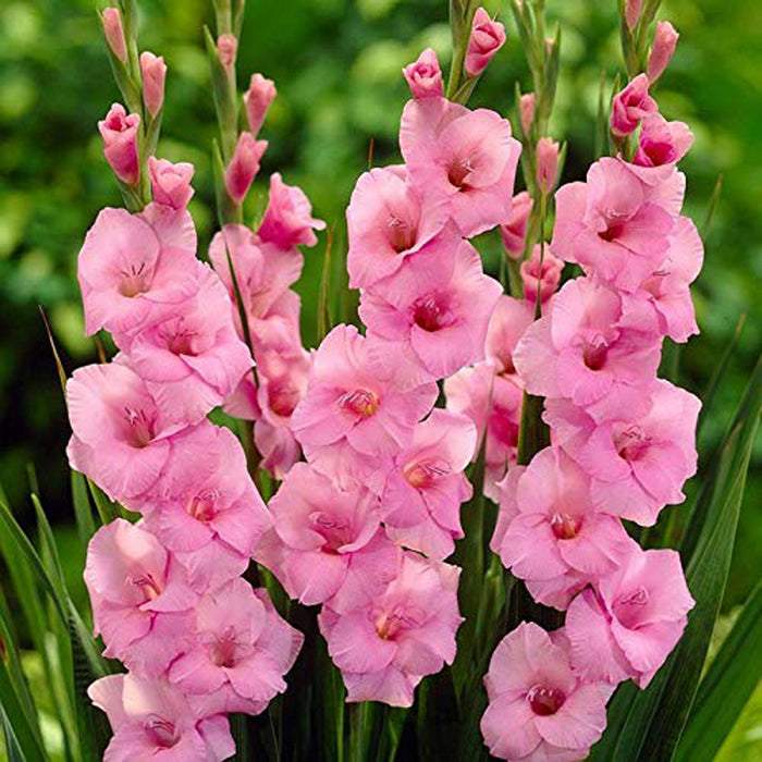 Gladiolus 6 Variety Flower Bulbs