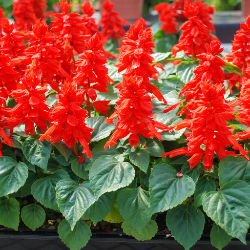 Salvia-(KS Spl Red)
