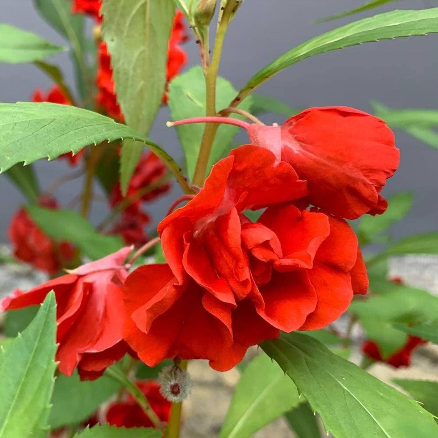 Buy Balsam (KS Spl Rose) Flower Seeds - Anandi Green's