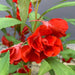 Balsam-(KS Spl Rose)