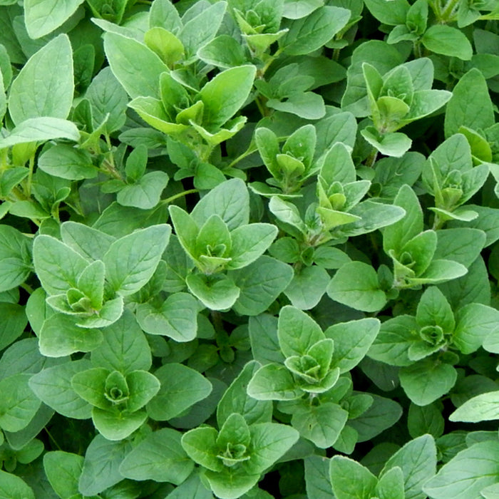 Oregano (अजवायन) Seeds