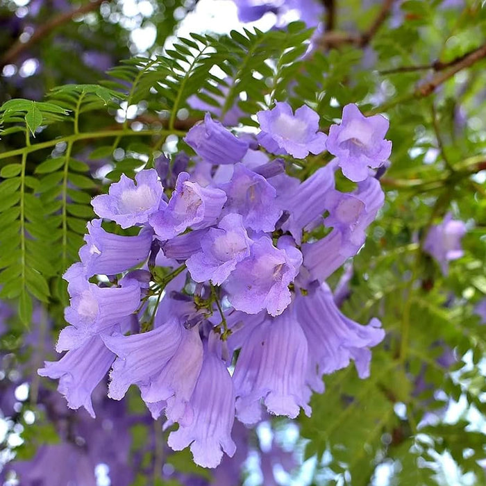 Blue-Jacaranda-Seeds