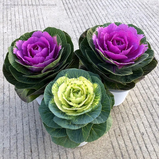 Kale-(Orna Colourwise)