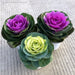 Kale-(Orna Colourwise)