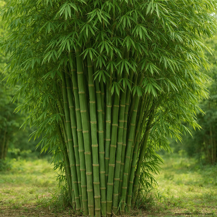 Bamboo Strictus (Solid Bamboo) Seeds