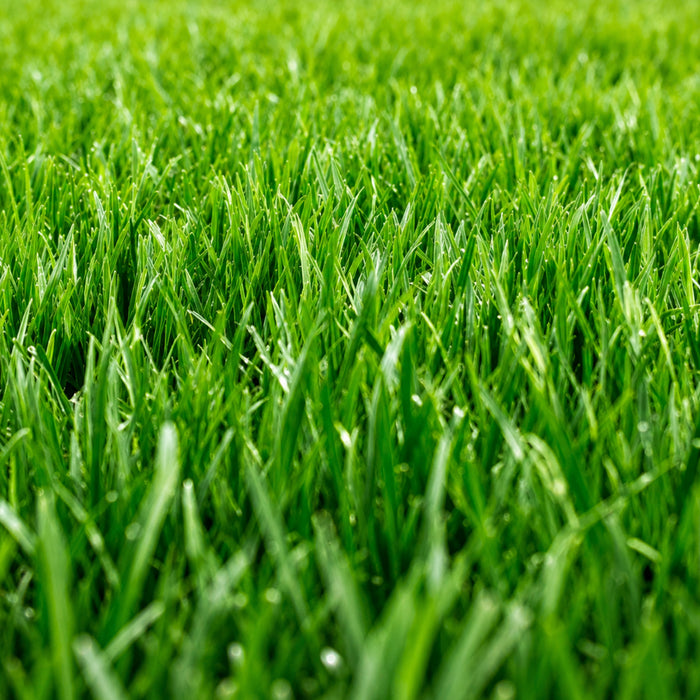 Mexican Lawn Grass Seeds (100 G)