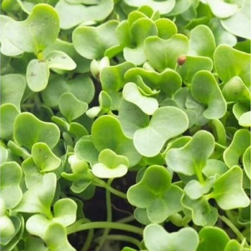Knol-Khol-Green-Microgreens