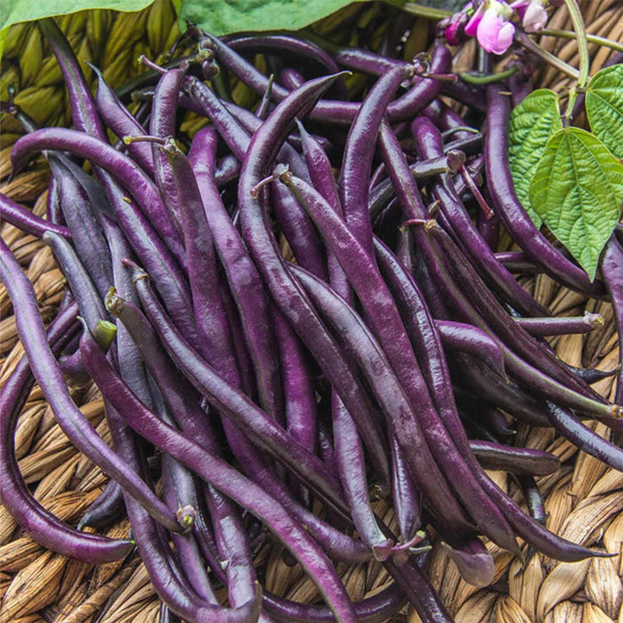 Beans Purple (बैंगनी सेम) Seeds