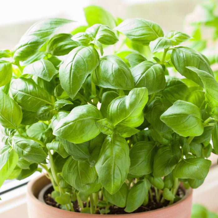 Basil Green (तुलसी) Seeds