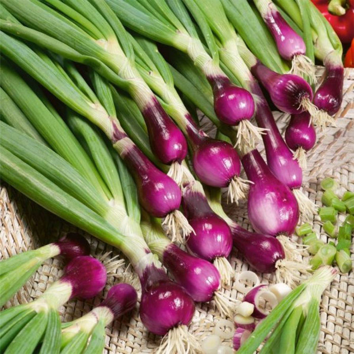 Onion (प्याज के बीज) Bunching Seeds