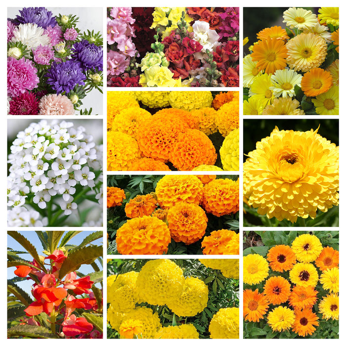 Flower-Seeds-Bundle-Pack-1 – 10 -arieties-Combo