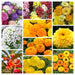 Flower-Seeds-Bundle-Pack-1 – 10 -arieties-Combo