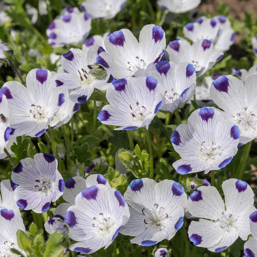 Nemophilia-(KS Spl Mix)–Premium-Open-Pollinated-Seeds
