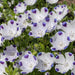 Nemophilia-(KS Spl Mix)–Premium-Open-Pollinated-Seeds
