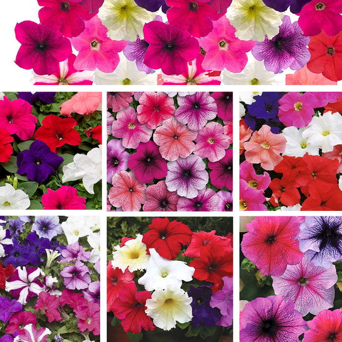 7- Variety Petunia Seeds Combo Pack