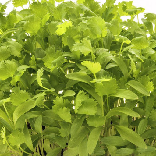 Coriander Microgreen Seeds