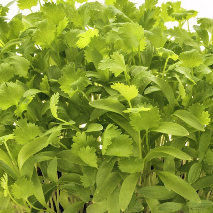 Coriander Microgreen Seeds