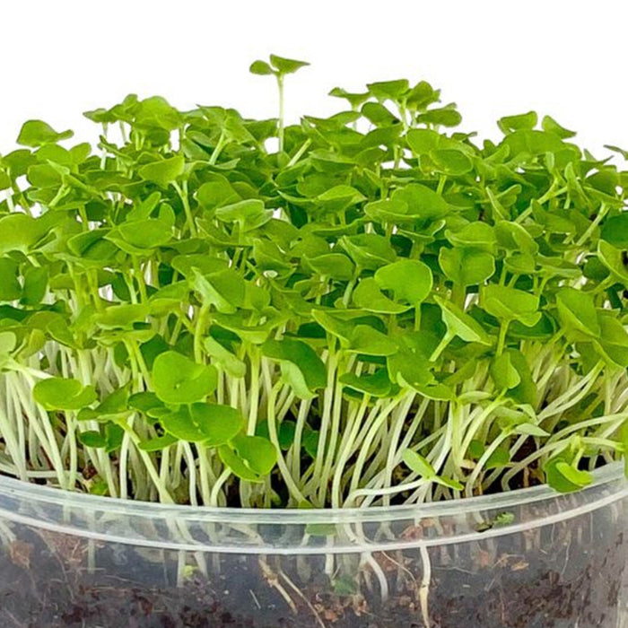 Basil Green Microgreen Seeds