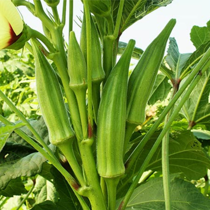 Okra (Lady Finger) भिंडी Seeds for Your Garden