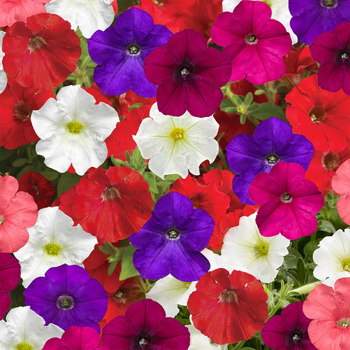 Petunia-(KS Spl Mix) – Premium-Open-Pollinated-Seeds