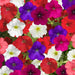 Petunia-(KS Spl Mix) – Premium-Open-Pollinated-Seeds