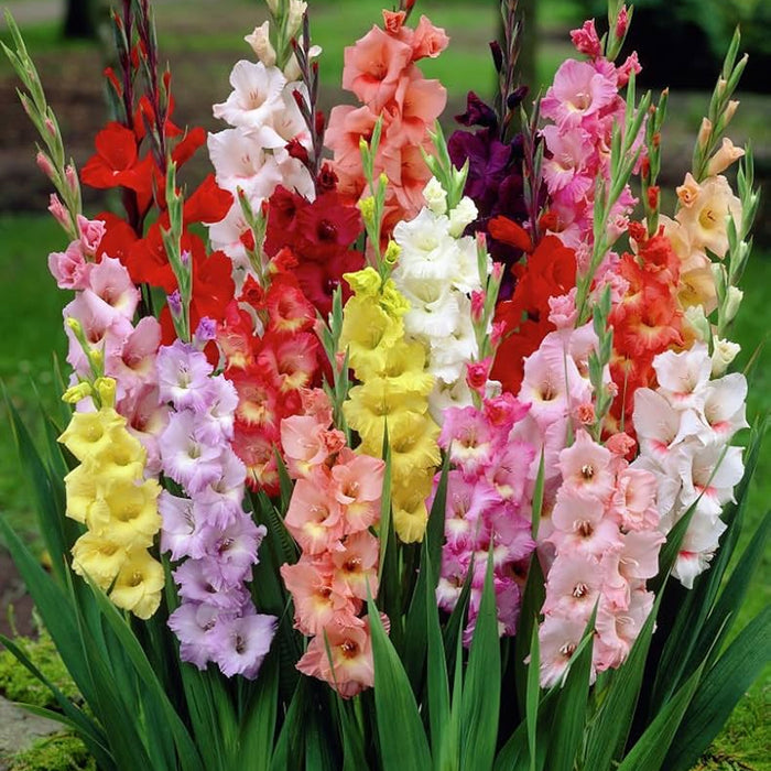 Gladiolus 6 Variety Flower Bulbs
