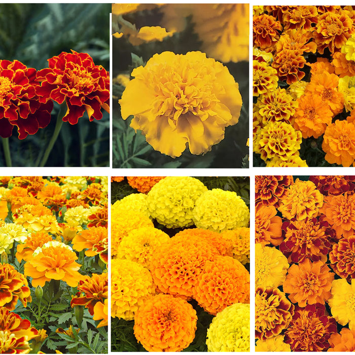 6-in-1 Marigold Seeds Combo Pack
