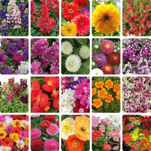 Coleus Wizard Series • Begonia Semperflorens Super Cool Series • Bellis Tasso Mix • Papaver Garden Gnome Mix • Portulaca Happy Trails Series • Verbena Special Dwarf Mix •
Bada Series Alyssum Clear Crystal Series • Aster Benary's Princess •
Antirrhinum Dwarf Snaptini Mix •
Limonium QIS Rose • Stock Hot Cakes Mix Formula • Gomphrena Globosa Buddy White • Gomphrena QIS Mix •
Lobularia Maritima Wonderland Mix •
French Marigold Starfire Mix •Lupin Pixie Delight Mix •Salvia Splen