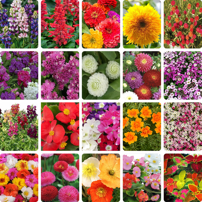 Coleus Wizard Series • Begonia Semperflorens Super Cool Series • Bellis Tasso Mix • Papaver Garden Gnome Mix • Portulaca Happy Trails Series • Verbena Special Dwarf Mix •
Bada Series Alyssum Clear Crystal Series • Aster Benary's Princess •
Antirrhinum Dwarf Snaptini Mix •
Limonium QIS Rose • Stock Hot Cakes Mix Formula • Gomphrena Globosa Buddy White • Gomphrena QIS Mix •
Lobularia Maritima Wonderland Mix •
French Marigold Starfire Mix •Lupin Pixie Delight Mix •Salvia Splen