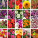 Coleus Wizard Series • Begonia Semperflorens Super Cool Series • Bellis Tasso Mix • Papaver Garden Gnome Mix • Portulaca Happy Trails Series • Verbena Special Dwarf Mix •
Bada Series Alyssum Clear Crystal Series • Aster Benary's Princess •
Antirrhinum Dwarf Snaptini Mix •
Limonium QIS Rose • Stock Hot Cakes Mix Formula • Gomphrena Globosa Buddy White • Gomphrena QIS Mix •
Lobularia Maritima Wonderland Mix •
French Marigold Starfire Mix •Lupin Pixie Delight Mix •Salvia Splen