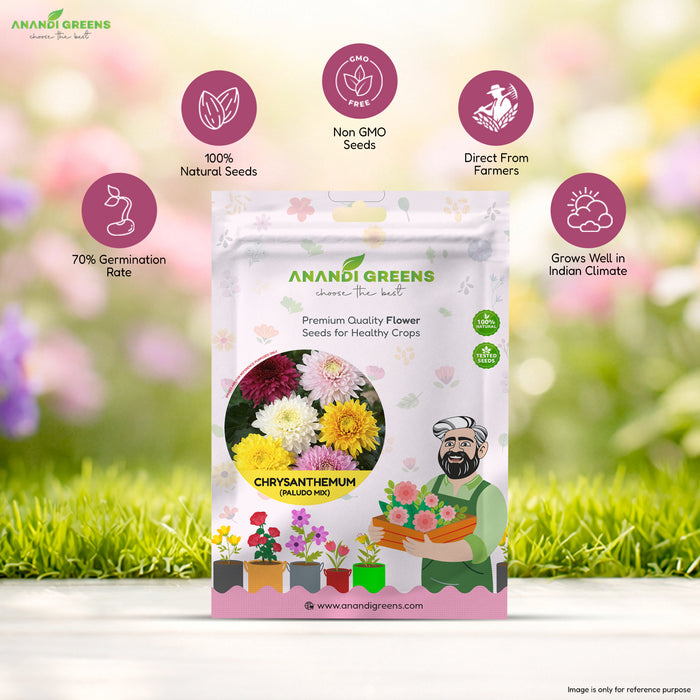 Chrysanthemum (Paludo Mix)