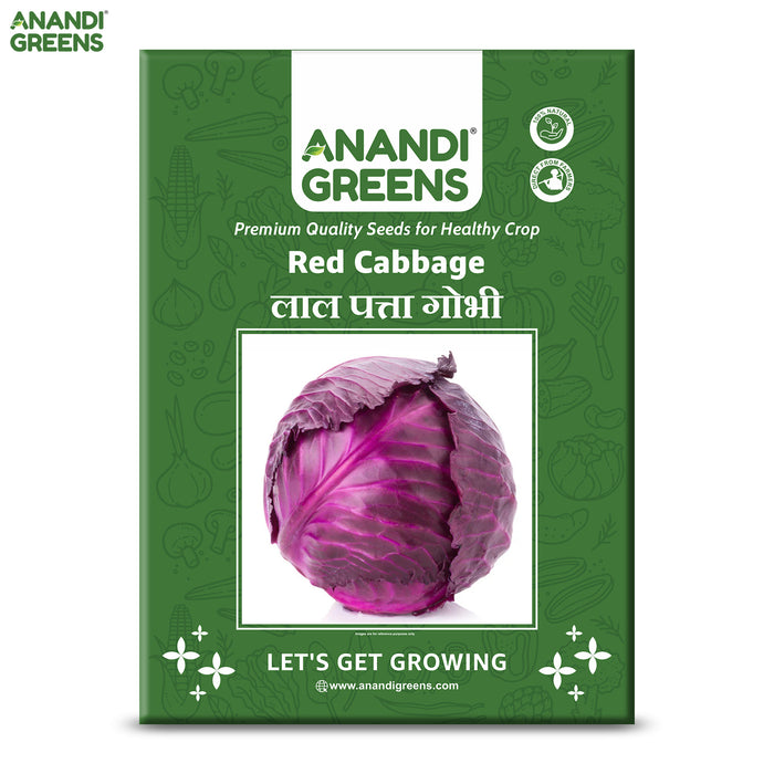 Red Cabbage (लाल गोभी) Seeds