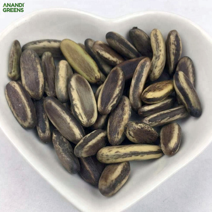 Delonix Regia (Gulmohar | Flame Tree Seeds)