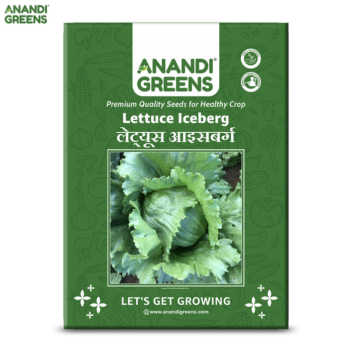 Lettuce Iceberg (लेट्यूस आइसबर्ग) Seeds