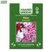 Phlox-(Beauty Mix)