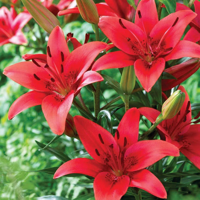 Asiatic Lily Bulbs (एशियाटिक लिली बल्ब्स)