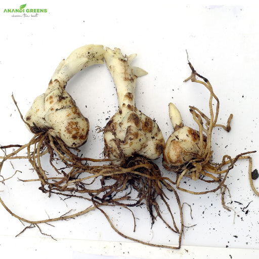 Asiatic-Lily-Bulbs