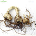 Asiatic-Lily-Bulbs