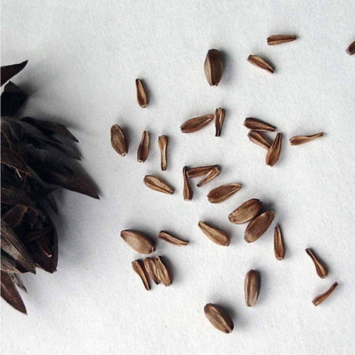 Sunflower seeds scattered on a white surface with a black plant leaf.